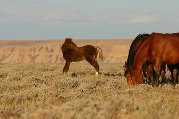 wild horses foal looking back