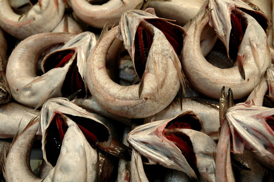 frischer fisch