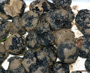 récolte de truffes