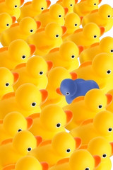 duck with ohter idea