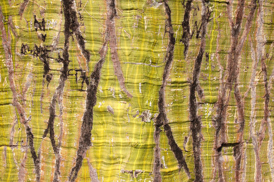 tronco de un &aacute;rbol