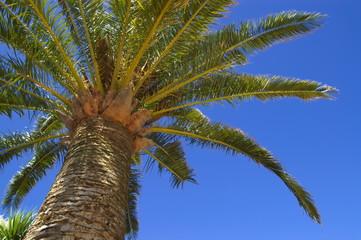 palmier et ciel bleu