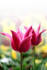 Naklejka premium springtime tulips with white background.