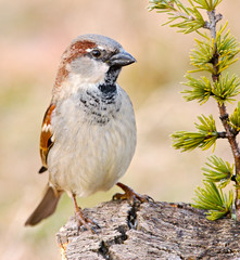 pretty bird