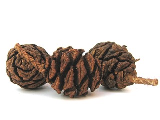 wellingtonia cones