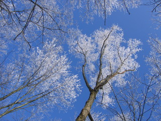 frosty trees with blue sky.