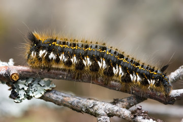 caterpillar on a branch