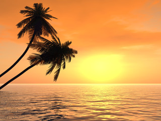 palms_sunset