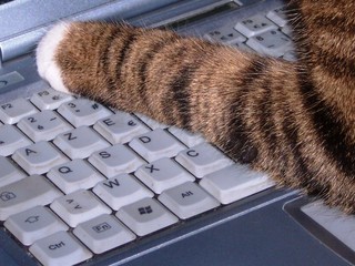 patte de chat