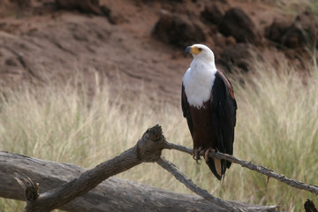 fish eagle © Impala