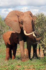 Fototapeta na wymiar elephant mother and calf
