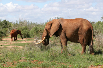 Fototapeta na wymiar elephants in savanna
