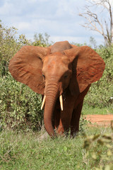 Obraz na płótnie Canvas słoń