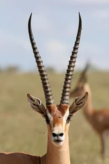 Foto auf Acrylglas Antilope Gazelle gewähren