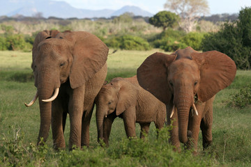 Obraz na płótnie Canvas słoni afrykańskich