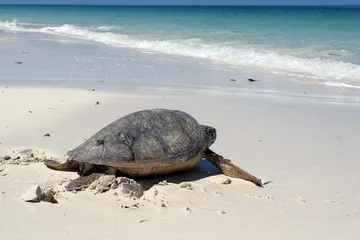 Photo sur Plexiglas Tortue green sea turtle
