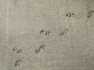 animal tracks in the cement © Diane Keys