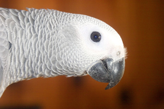 horizontal parrot