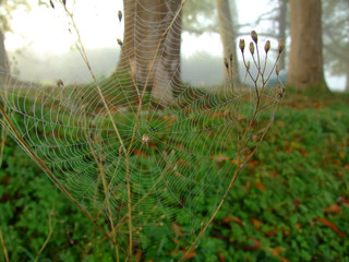 spider net at dawn