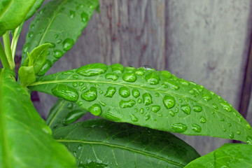 green leaf water drops