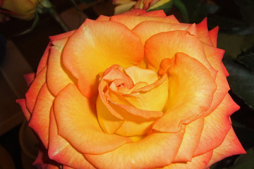 burnt orange rose