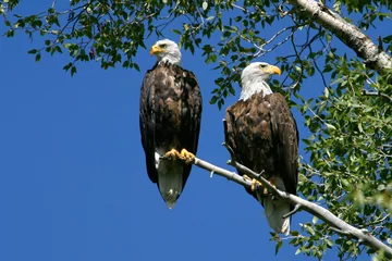 Garden poster Eagle bald eagle