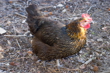 hen