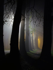 dawn and raylights