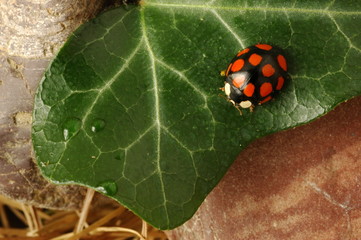 on green