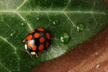 insect