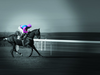 race horse
