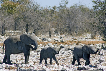 african elephants, two young, one adult