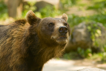 Fototapeta premium grizzly bear