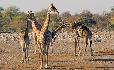 giraffes