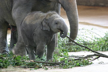elefantenbaby