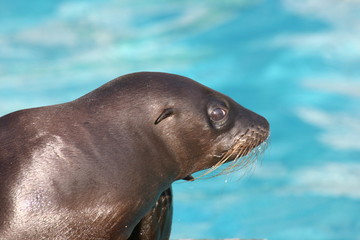 Naklejka premium seeloewe