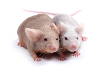 couple of mice