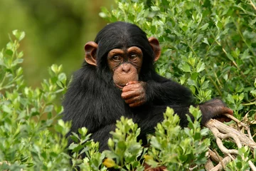 Abwaschbare Fototapete Affe Schimpanse