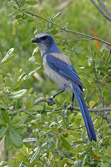 florida scrub jay