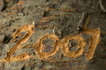 2007 carved in an old tree