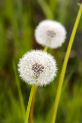 dandelion