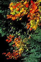 Obraz na płótnie Canvas fall color