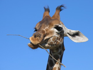 une bonne petite brindille