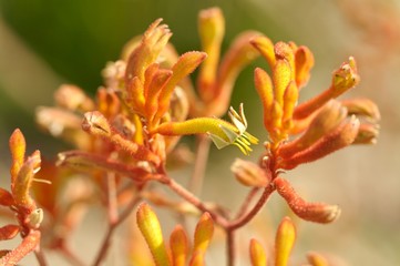 kangaroo paws 2