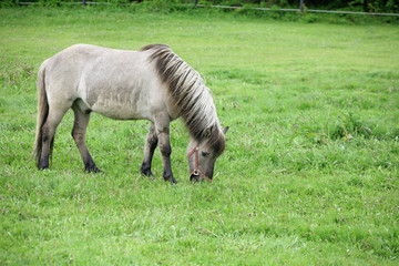 Obraz premium danish horses 01