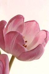 the pink tulips