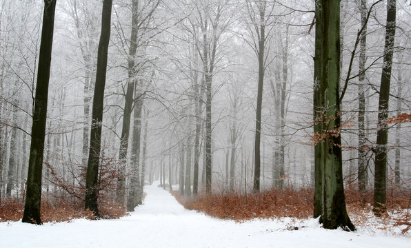 Fototapeta forest in winter