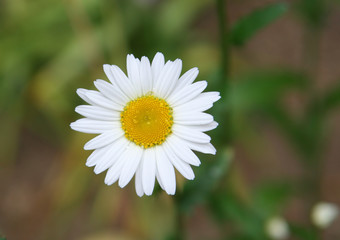 dewy daisy