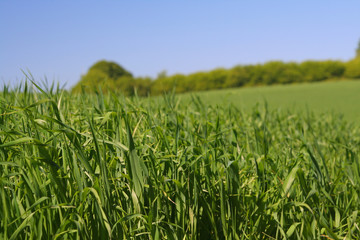 among rich green grass