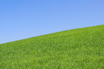 bright meadow